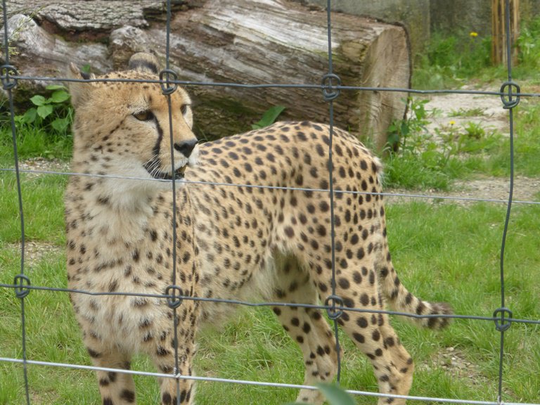 Narresume-Ausflug Basler Zoo